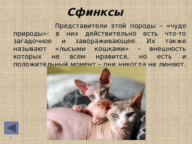 Сфинксы  Представители этой породы – «чудо природы»: в них действительно есть что-то загадочное и завораживающее. Их также называют «лысыми кошками» – внешность которых не всем нравится, но есть и положительный момент – они никогда не линяют.   