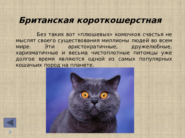 Британская короткошерстная  Без таких вот «плюшевых» комочков счастья не мыслят своего существования миллионы людей во всем мире. Эти аристократичные, дружелюбные, харизматичные и весьма чистоплотные питомцы уже долгое время являются одной из самых популярных кошачьих пород на планете. 
