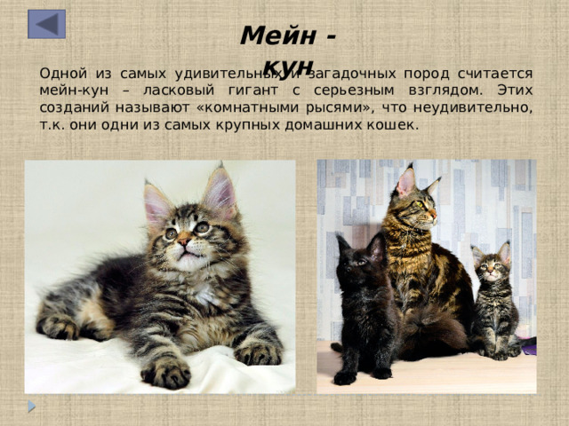 Мейн - кун Одной из самых удивительных и загадочных пород считается мейн-кун – ласковый гигант с серьезным взглядом. Этих созданий называют «комнатными рысями», что неудивительно, т.к. они одни из самых крупных домашних кошек. 