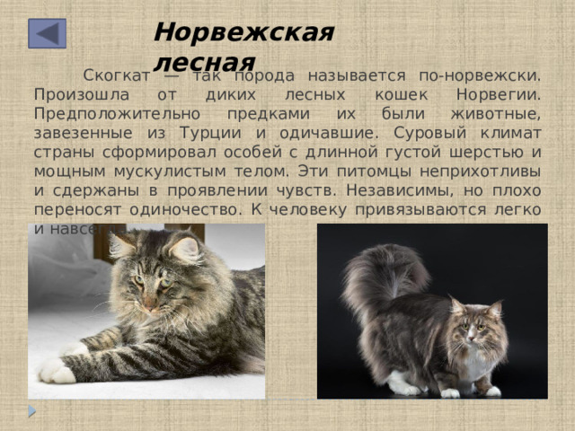 Норвежская лесная  Скогкат — так порода называется по-норвежски. Произошла от диких лесных кошек Норвегии. Предположительно предками их были животные, завезенные из Турции и одичавшие. Суровый климат страны сформировал особей с длинной густой шерстью и мощным мускулистым телом. Эти питомцы неприхотливы и сдержаны в проявлении чувств. Независимы, но плохо переносят одиночество. К человеку привязываются легко и навсегда. 