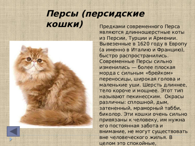 Персы (персидские кошки) Предками современного Перса являются длинношерстные коты из Персии, Турции и Армении. Вывезенные в 1620 году в Европу (а именно в Италию и Францию), быстро распространились. Современные Персы сильно изменились — более плоская морда с сильным «брейком» переносицы, широкая голова и маленькие уши. Шерсть длиннее, тело короче и мощнее. Этот тип называют пекинесским. Окрасы различны: сплошной, дым, затененный, мраморный табби, биколор. Эти кошки очень сильно привязаны к человеку, им нужна его постоянная забота и внимание, не могут существовать вне человеческого жилья. В целом это спокойные, флегматичные и покладистые животные. Но обладают чрезмерно развитым чувством собственного достоинства. 