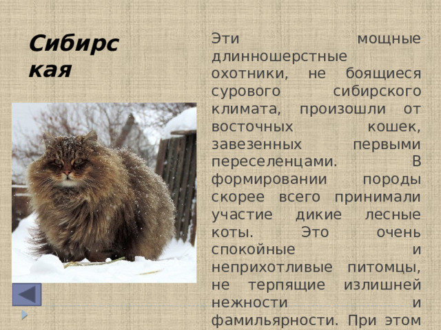 Эти мощные длинношерстные охотники, не боящиеся сурового сибирского климата, произошли от восточных кошек, завезенных первыми переселенцами. В формировании породы скорее всего принимали участие дикие лесные коты. Это очень спокойные и неприхотливые питомцы, не терпящие излишней нежности и фамильярности. При этом преданы человеку, выбирают только одного хозяина в жизни. Сибирская  