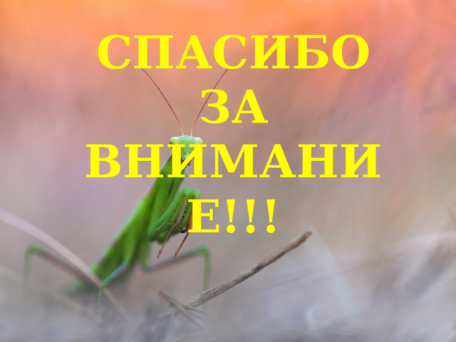 СПАСИБО ЗА ВНИМАНИЕ!!! 