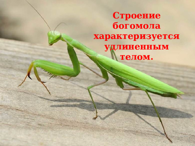 Строение богомола характеризуется удлиненным телом. 