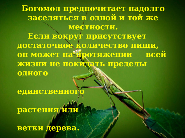 Богомол предпочитает надолго заселяться в одной и той же местности.  Если вокруг присутствует достаточное количество пищи, он может на протяжении всей жизни не покидать пределы одного  единственного  растения или  ветки дерева. 