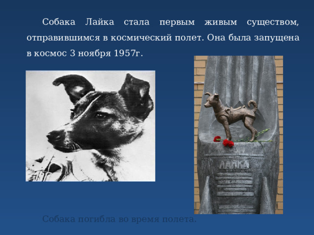 Собака Лайка стала первым живым существом, отправившимся в космический полет. Она была запущена в космос 3 ноября 1957г. Собака погибла во время полета.     
