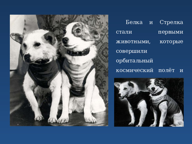 Белка и Стрелка стали первыми животными, которые совершили орбитальный космический полёт и успешно вернулись на Землю. 