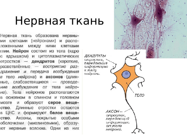 Нервная ткань 