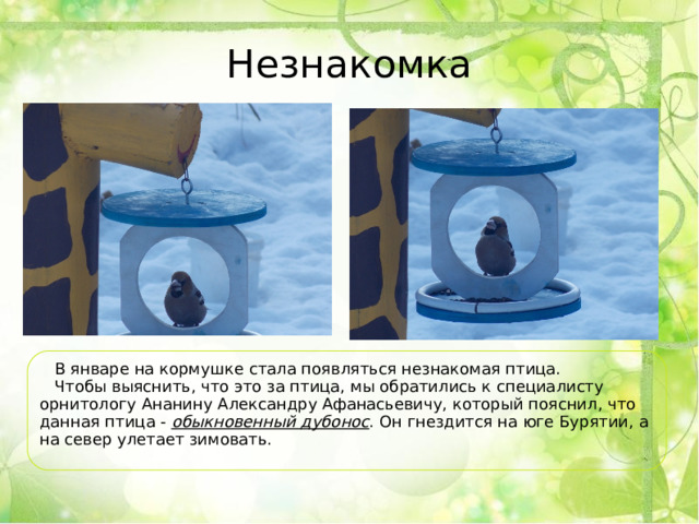 Незнакомка  В январе на кормушке стала появляться незнакомая птица.  Чтобы выяснить, что это за птица, мы обратились к специалисту орнитологу Ананину Александру Афанасьевичу, который пояснил, что данная птица - обыкновенный дубонос . Он гнездится на юге Бурятии, а на север улетает зимовать. 