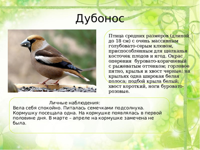 Дубонос Птица средних размеров (длиной до 18 см) с очень массивным голубовато-серым клювом, приспособленным для щелканья косточек плодов и ягод. Окрас оперения  буровато-коричневый с рыжеватым оттенком; горловое пятно, крылья и хвост черные; на крыльях одна широкая белая полоса; подбой крыла белый; хвост короткий, ноги буровато-розовые.   Личные наблюдения: Вела себя спокойно. Питалась семечками подсолнуха. Кормушку посещала одна. На кормушке появлялась в первой половине дня. В марте – апреле на кормушке замечена не была. 