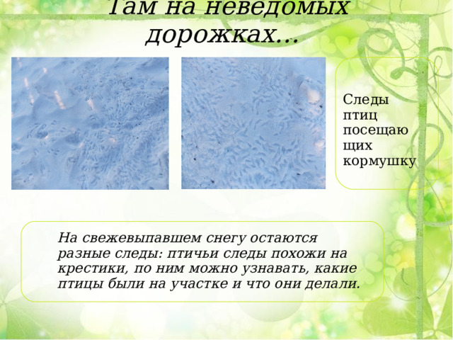 Там на неведомых дорожках…    Следы птиц посещающих кормушку На свежевыпавшем снегу остаются разные следы: птичьи следы похожи на крестики, по ним можно узнавать, какие птицы были на участке и что они делали. 
