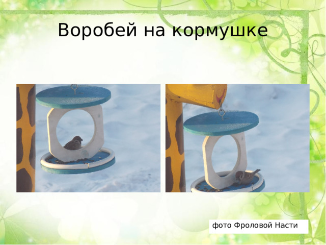 Воробей на кормушке фото Фроловой Насти 