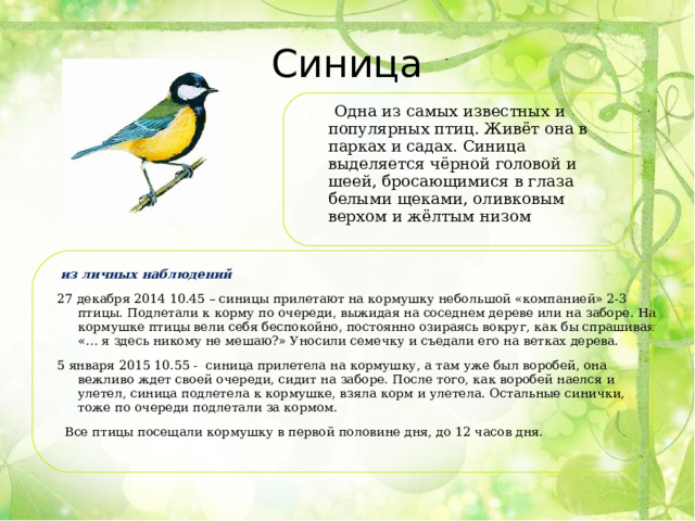 Синица  Одна из самых известных и популярных птиц. Живёт она в парках и садах. Синица выделяется чёрной головой и шеей, бросающимися в глаза белыми щеками, оливковым верхом и жёлтым низом  из личных наблюдений 27 декабря 2014 10.45 – синицы прилетают на кормушку небольшой «компанией» 2-3 птицы. Подлетали к корму по очереди, выжидая на соседнем дереве или на заборе. На кормушке птицы вели себя беспокойно, постоянно озираясь вокруг, как бы спрашивая «… я здесь никому не мешаю?» Уносили семечку и съедали его на ветках дерева. 5 января 2015 10.55 - синица прилетела на кормушку, а там уже был воробей, она вежливо ждет своей очереди, сидит на заборе. После того, как воробей наелся и улетел, синица подлетела к кормушке, взяла корм и улетела. Остальные синички, тоже по очереди подлетали за кормом.  Все птицы посещали кормушку в первой половине дня, до 12 часов дня. 