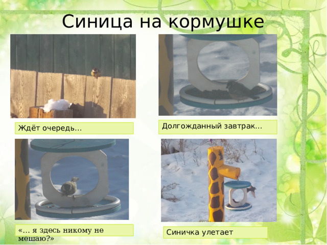 Синица на кормушке Долгожданный завтрак… Ждёт очередь… «… я здесь никому не мешаю?» Синичка улетает 