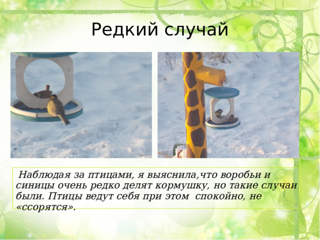 Редкий случай  Наблюдая за птицами, я выяснила,что воробьи и синицы очень редко делят кормушку, но такие случаи были. Птицы ведут себя при этом спокойно, не «ссорятся». 