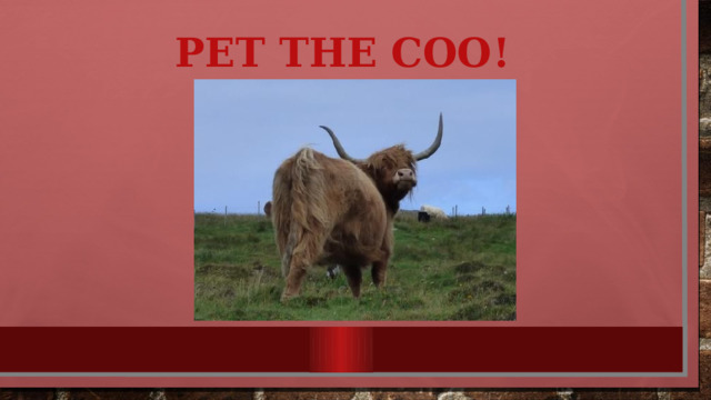 PET THE COO! 