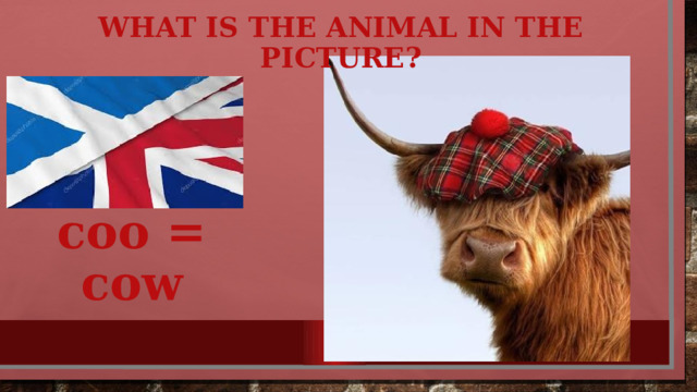 What is the animal in the picture ? coo = cow 