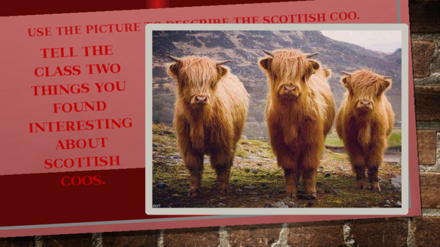 Use the picture to describe the Scottish coo. Tell the class two things you found interesting about Scottish coos. 