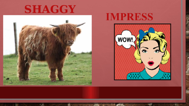 shaggy 
