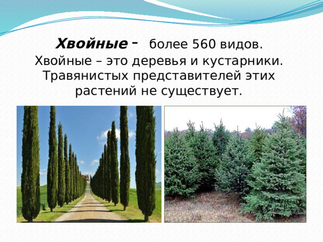 Хвойные  -  более 560 видов.  Хвойные – это деревья и кустарники. Травянистых представителей этих растений не существует. 