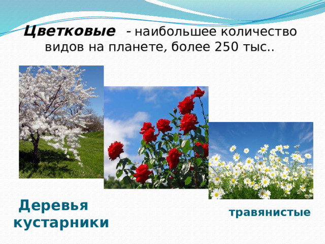 Цветковые   - наибольшее количество видов на планете , более 250 тыс..  Деревья кустарники  травянистые 
