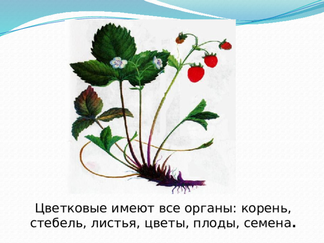 Цветковые имеют все органы: корень, стебель, листья, цветы, плоды, семена . 