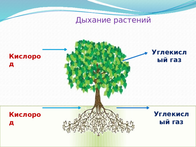 Дыхание растений Углекислый газ Кислород Углекислый газ Кислород 