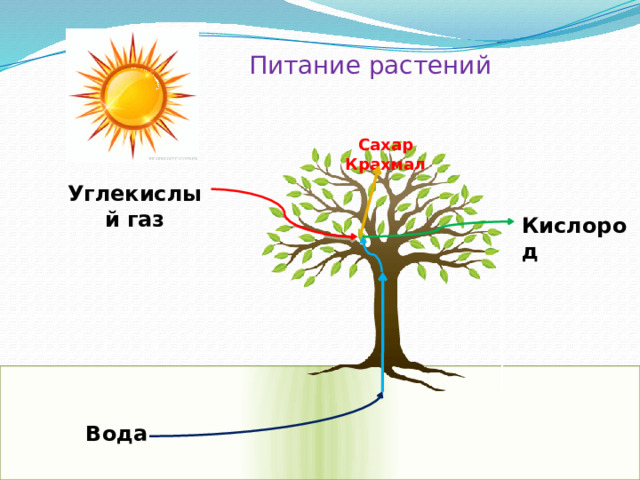 Питание растений Сахар Крахмал Углекислый газ Кислород Вода 