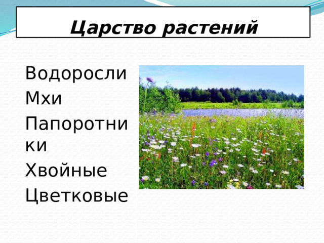 Царство растений Водоросли Мхи Папоротники Хвойные Цветковые 