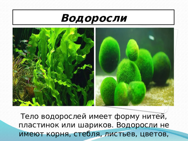 Водоросли Тело водорослей имеет форму нитей, пластинок или шариков. Водоросли не имеют корня, стебля, листьев, цветов, плодов с семенами.   