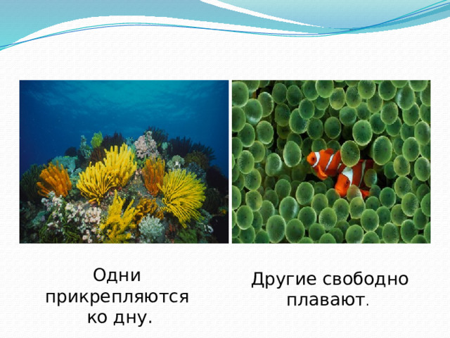 Одни прикрепляются  ко дну.  Другие свободно плавают . 