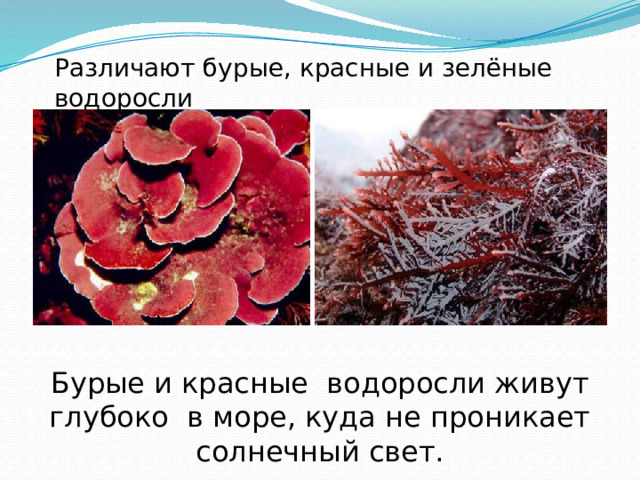 Различают бурые, красные и зелёные водоросли Бурые и красные водоросли живут глубоко в море, куда не проникает солнечный свет. 
