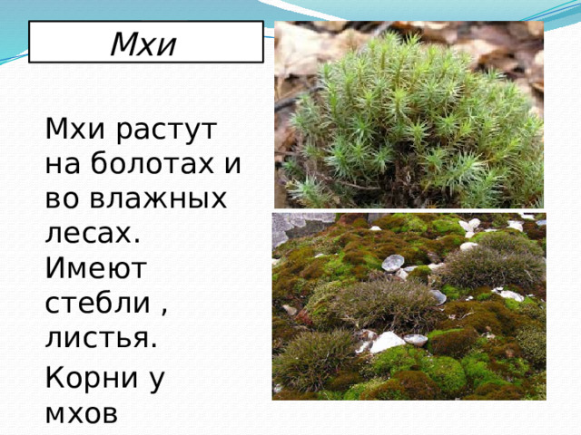 Мхи  Мхи растут на болотах и во влажных лесах. Имеют стебли , листья. Корни у мхов отсутствуют. 