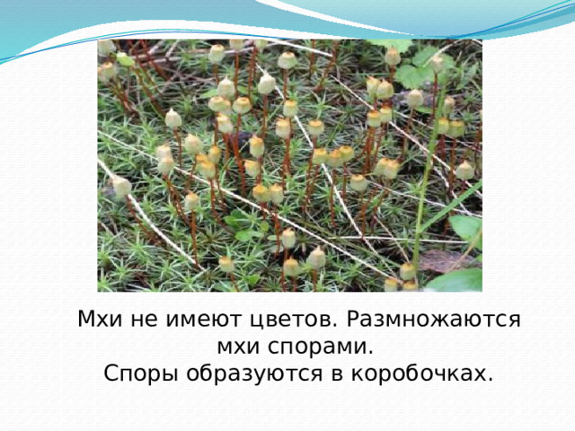 Мхи не имеют цветов. Размножаются мхи спорами. Споры образуются в коробочках. 