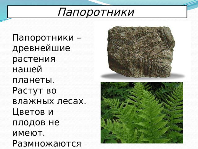 Папоротники Папоротники – древнейшие растения нашей планеты. Растут во влажных лесах. Цветов и плодов не имеют. Размножаются с помощью спор. 