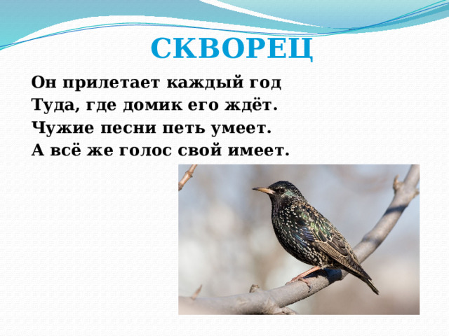СКВОРЕЦ Он прилетает каждый год Туда, где домик его ждёт. Чужие песни петь умеет. А всё же голос свой имеет. 