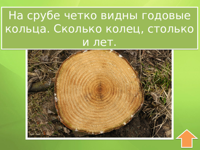 На срубе четко видны годовые кольца. Сколько колец, столько и лет. 