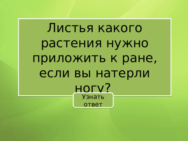 Листья какого растения нужно приложить к ране, если вы натерли ногу? Узнать ответ 