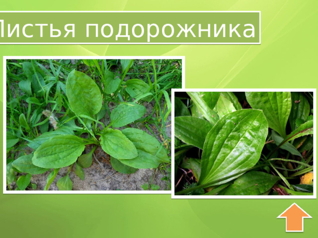Листья подорожника 