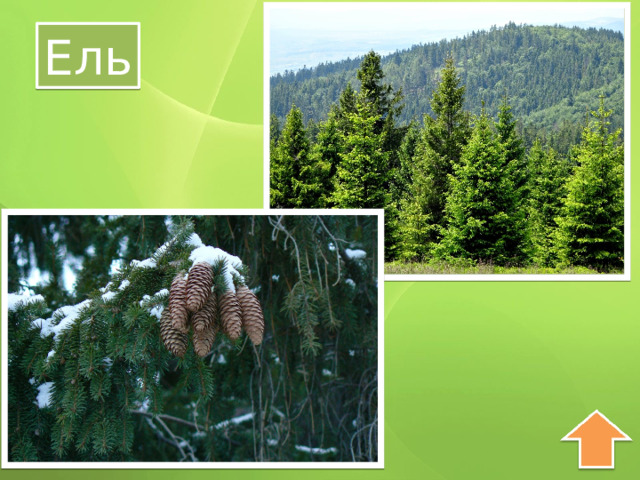 Ель 