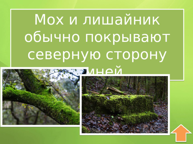 Мох и лишайник обычно покрывают северную сторону камней. 