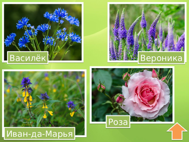 Василёк Вероника Роза Иван-да-Марья 