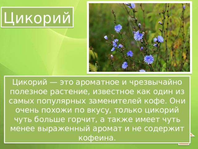 Цикорий Цикорий — это ароматное и чрезвычайно полезное растение, известное как один из самых популярных заменителей кофе. Они очень похожи по вкусу, только цикорий чуть больше горчит, а также имеет чуть менее выраженный аромат и не содержит кофеина. 
