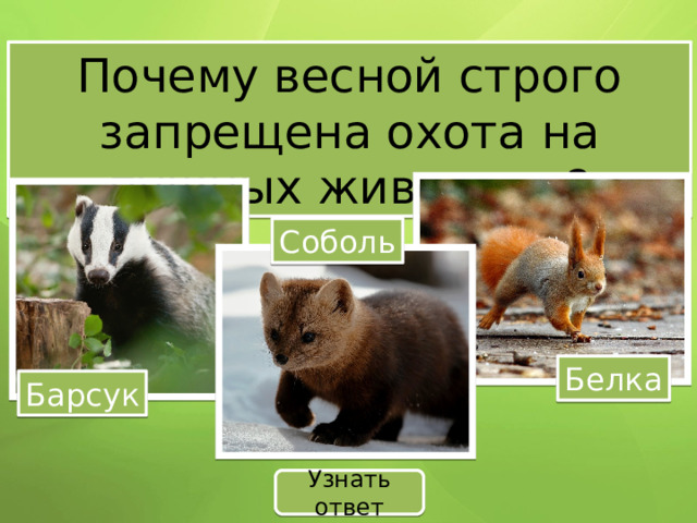 Почему весной строго запрещена охота на пушных животных? Соболь Белка Барсук Узнать ответ 