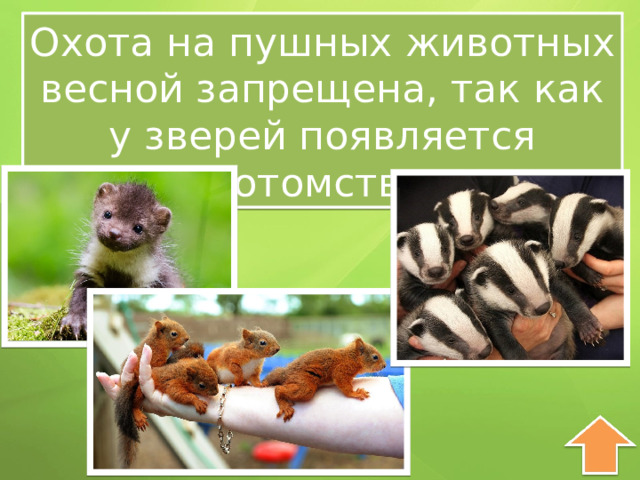 Охота на пушных животных весной запрещена, так как у зверей появляется потомство. 