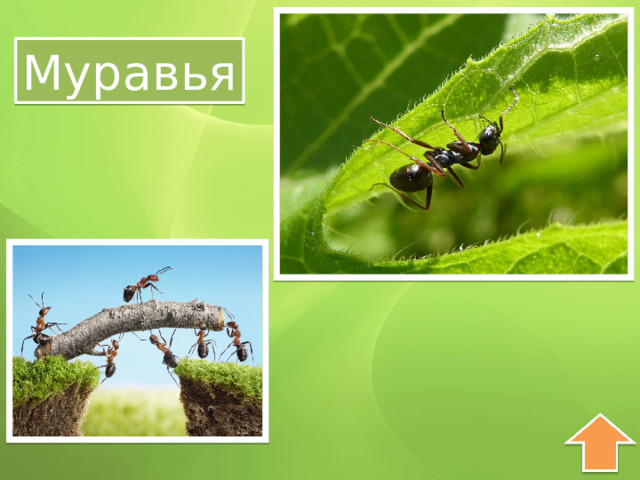 Муравья 
