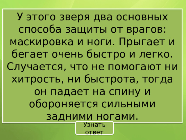 У этого зверя два основных способа защиты от врагов: маскировка и ноги. Прыгает и бегает очень быстро и легко. Случается, что не помогают ни хитрость, ни быстрота, тогда он падает на спину и обороняется сильными задними ногами. Узнать ответ 