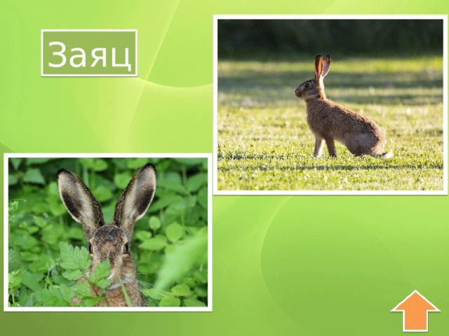 Заяц 