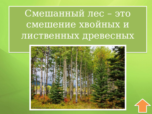 Смешанный лес – это смешение хвойных и лиственных древесных пород 
