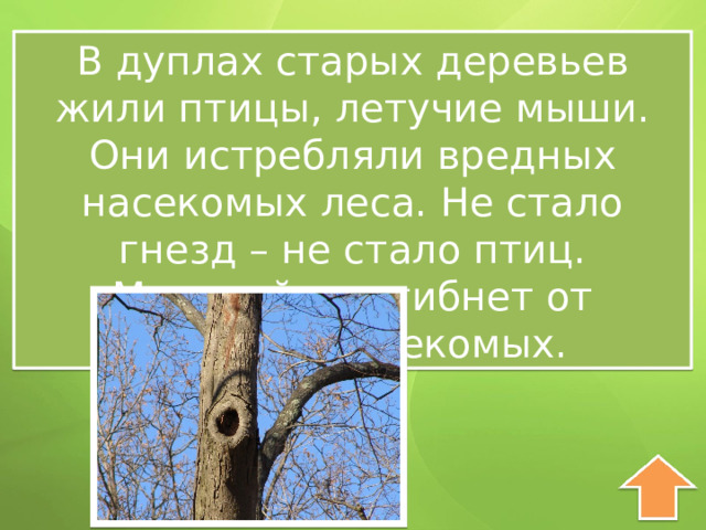 В дуплах старых деревьев жили птицы, летучие мыши. Они истребляли вредных насекомых леса. Не стало гнезд – не стало птиц. Молодой лес гибнет от вредных насекомых. 